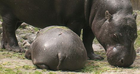 The endangered pygmy hippopotamus reproduces well in captivity