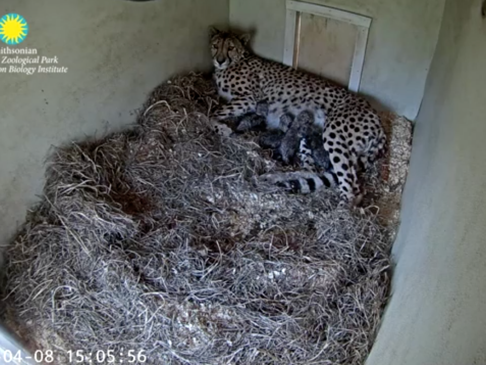 Echo nursing her four cubs