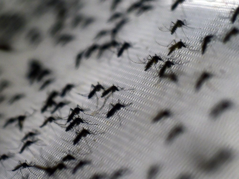 Mosquitoes on an angled netted surface