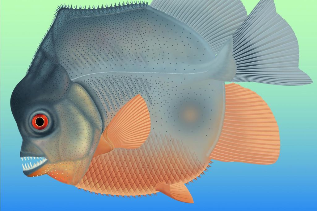 Flesh Eating Fish