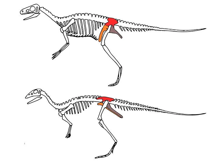 What Makes a Dinosaur a Dinosaur?