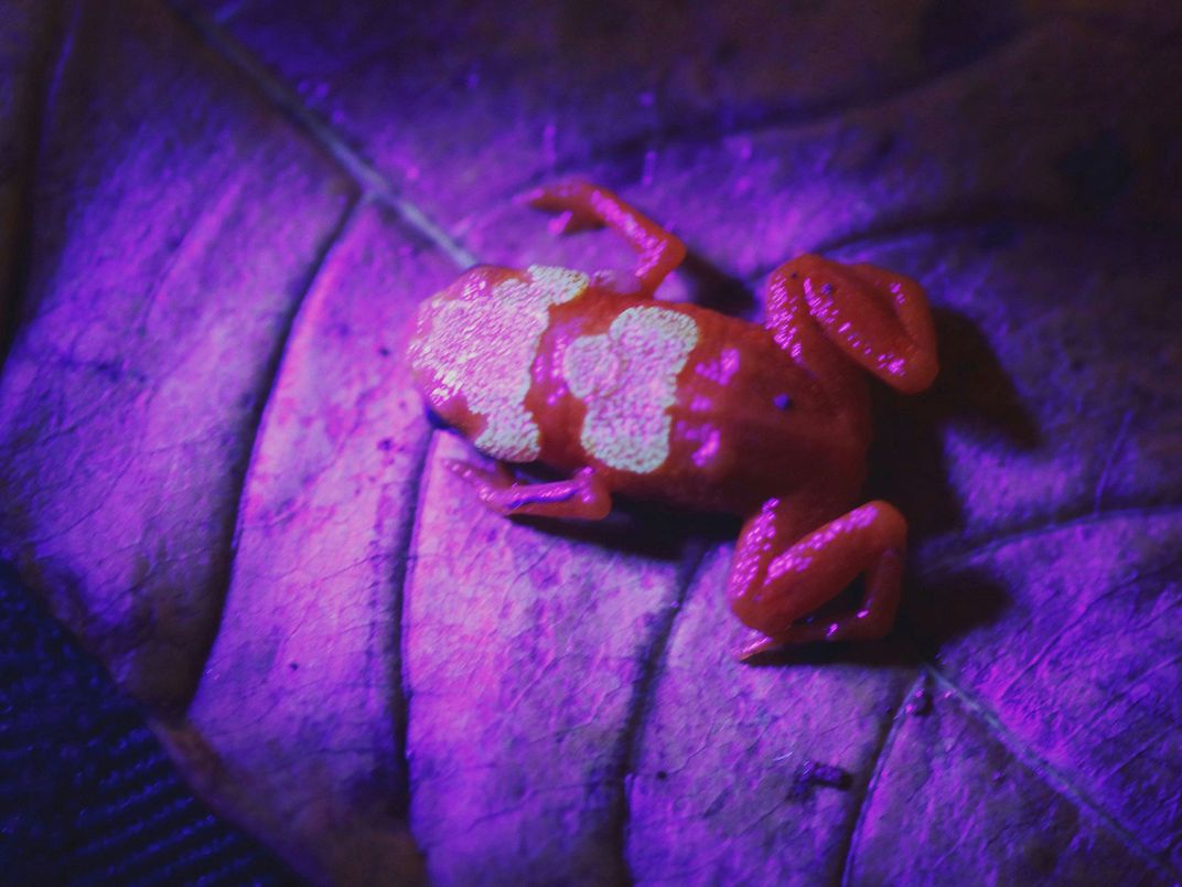 Glowing Pumpkin Toadlet 