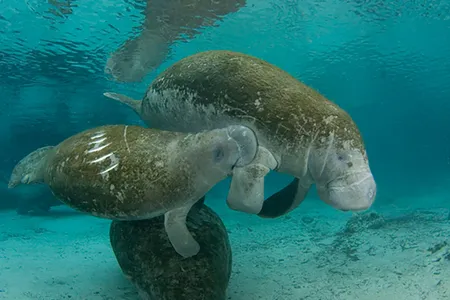 Mother and calm manatee, showing scrapes from a boat strike