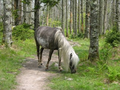 A wild pony blocks the trail.
