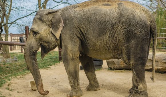 Asian elephant standing in a sandy patch at an outdoor zoo exhibit