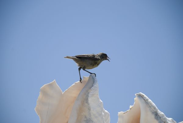 Small Bird at Conch. Los Roques, Venezuela thumbnail