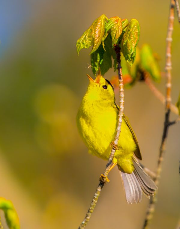 Mid-Air Encounter thumbnail