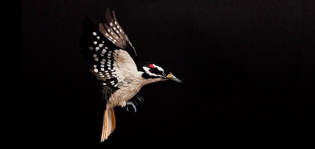 Hairy woodpecker (Picoides villosus)