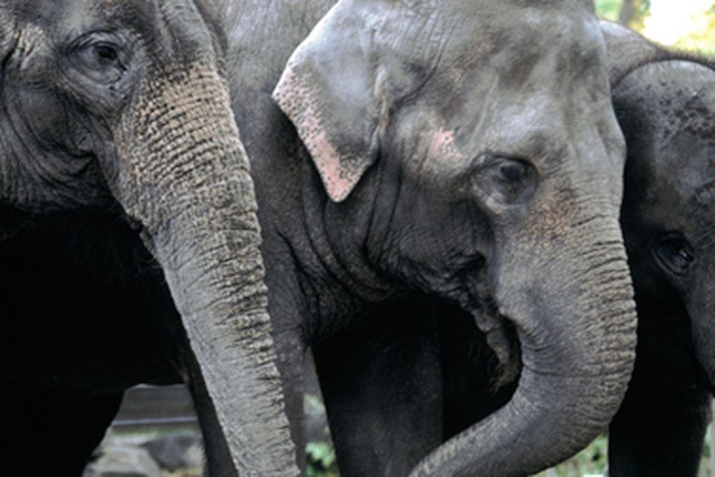 Three elephants will be coming to the National Zoo from Canada’s Calgary Zoo in the spring.