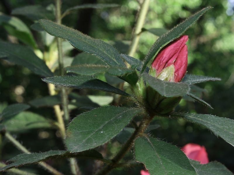 Budding rose In thegardens in Fort Worth texas. Smithsonian Photo