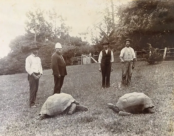 An antique image of a group of men standing behind two tortoises