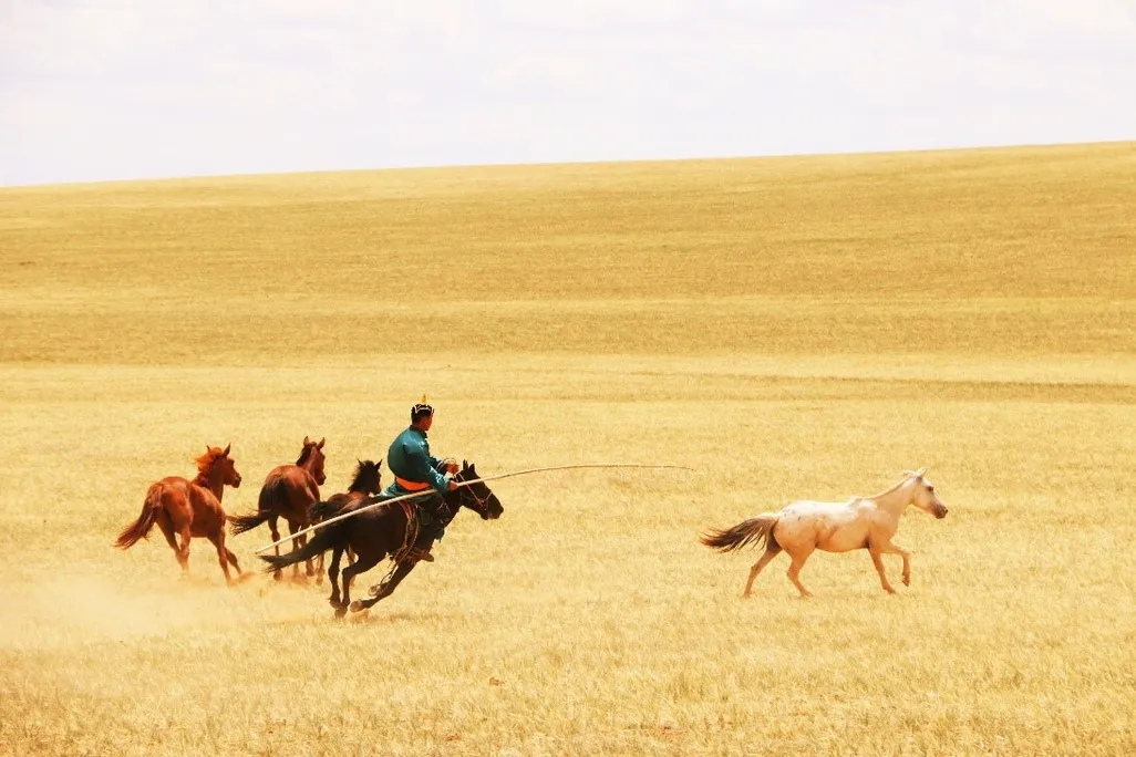 a person on horseback with a stick herds three other horses in a vast yellow field