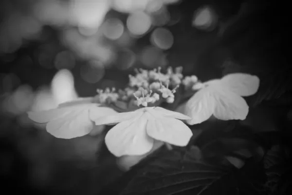 Citypark Wildflowers thumbnail