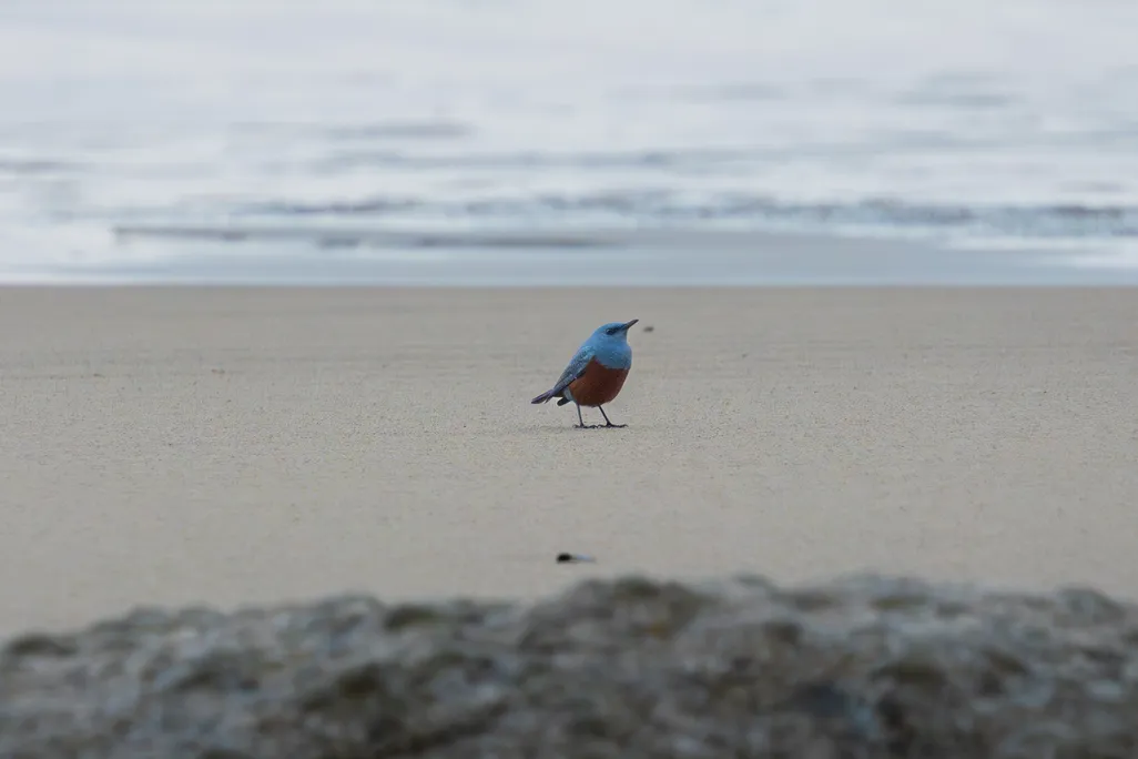 Blue bird on the sand