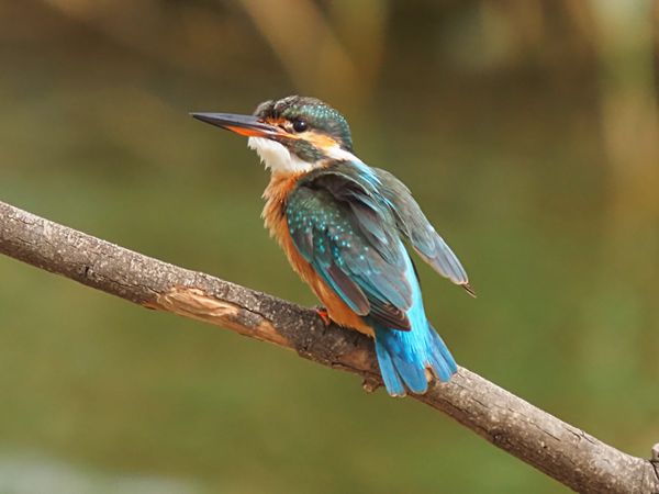 Kingfisher during fishing thumbnail