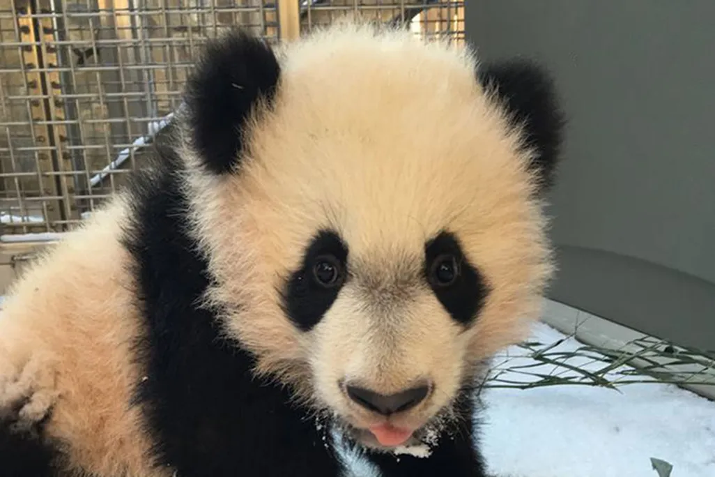 Baby panda