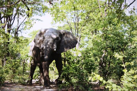 An elephant at Moremi Game Reserve in Maun, Botswana.