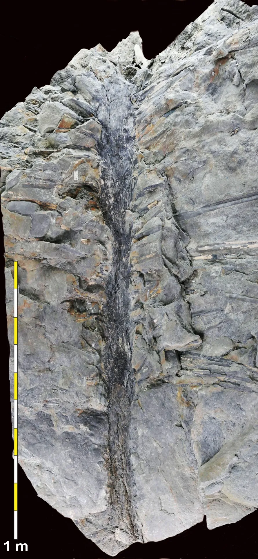 A 350 million-year-old fossil of a tree, pressed into grey stone, with a one-meter measurement for scale.