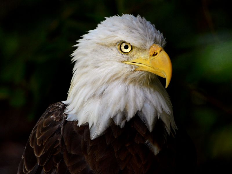 Bald Eagle Stand Smithsonian Photo Contest Smithsonian Magazine