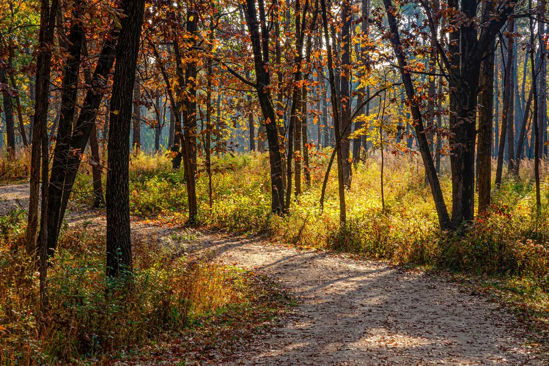 an oak forest in fall