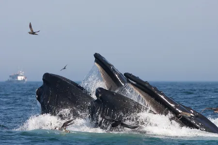 A humpback whale feeds on sand lance in the Stellwagen Bank National Marine Sanctuary.
