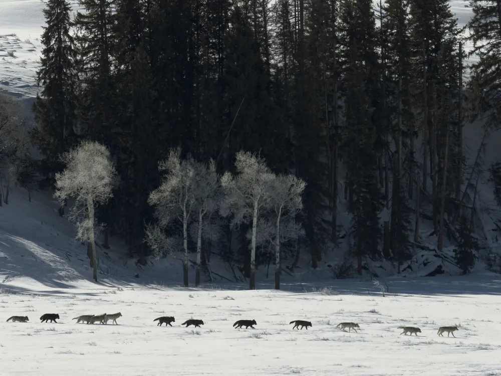 A line of grey wolves walking across the snow in Yellowstone National Park