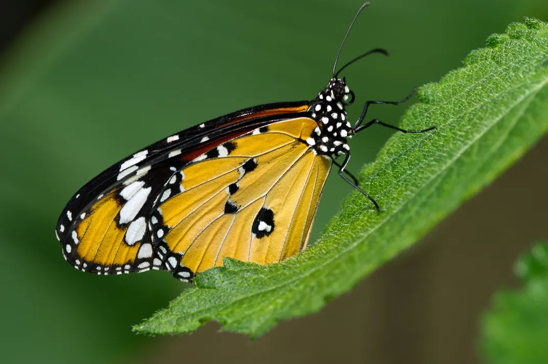 One of many butterfly species of Costa Rica