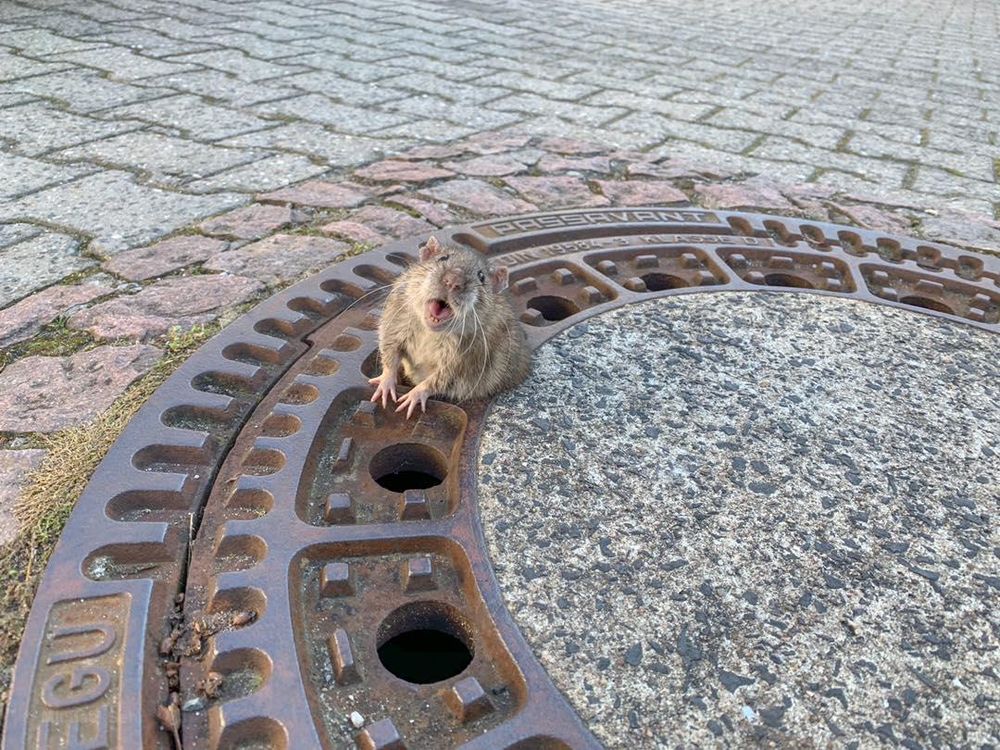 Manhole Rat