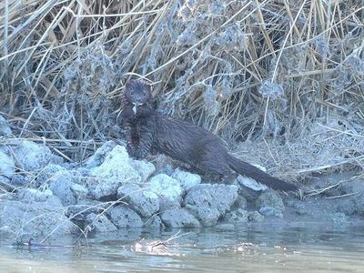 The survey did not conclude how the wild mink became infected with the virus, but it’s not unusual for captive minks to escape fur farms. (Infected mink not pictured.)