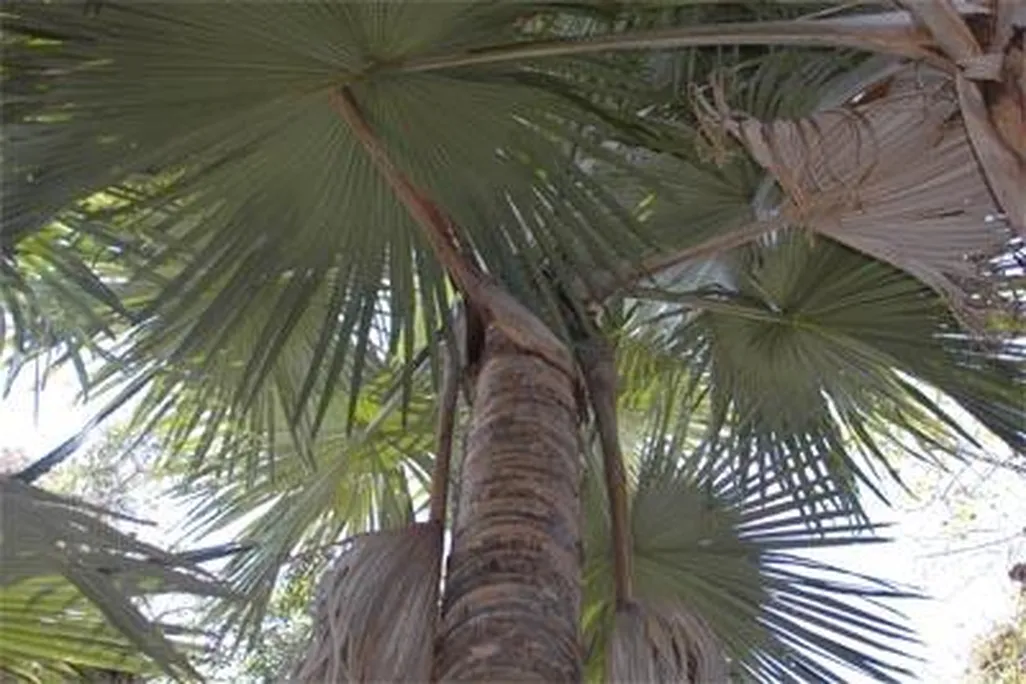 palm.jpg