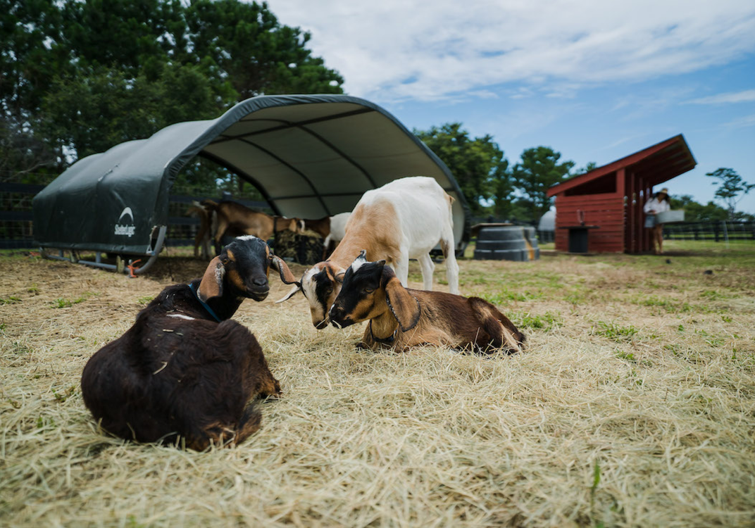 Beyond the Cobblestones: Unearthing Charleston's Authentic Outdoor Experiences