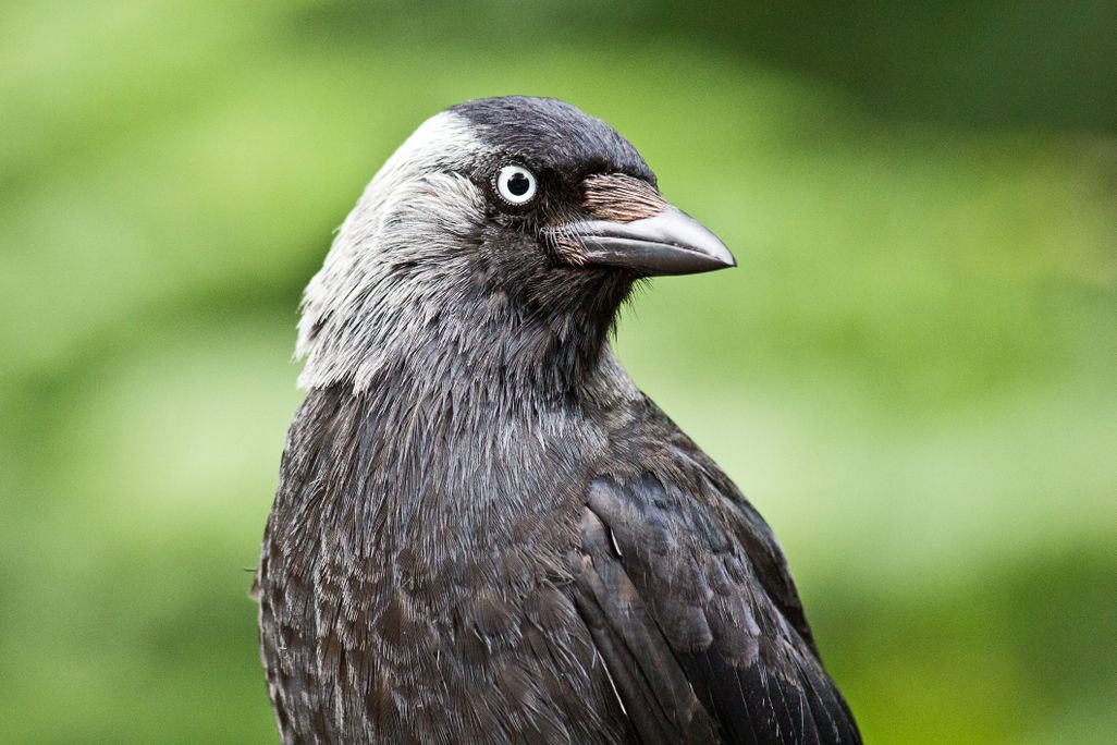 a profile of a jackdaw; bird that looks like a crow with some grey on the side of its head and neck