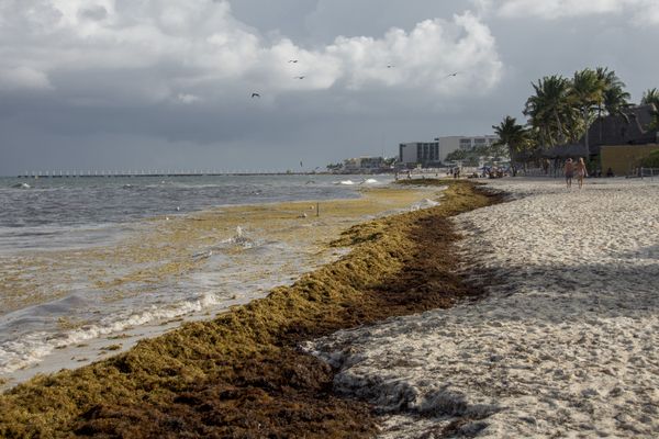 Seaweed on the Beaches of Playa del Carmen thumbnail