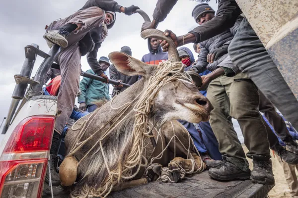 Wildlife Economies thumbnail