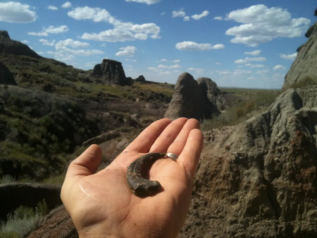 Want to Dig For Dinosaur Bones? Join the Pros at These Spots | Travel|  Smithsonian Magazine