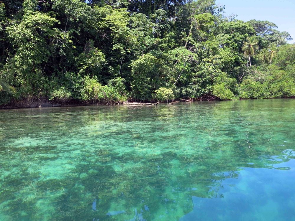 From the surface, the havoc caused on a coral reef by a layer of low-oxygen water was barely evident.