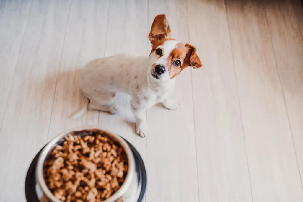 dog food