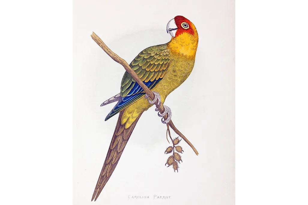 The Carolina parakeet