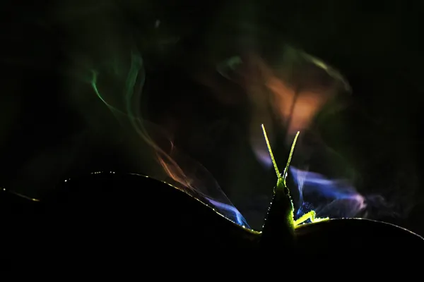 Katydid portrait thumbnail