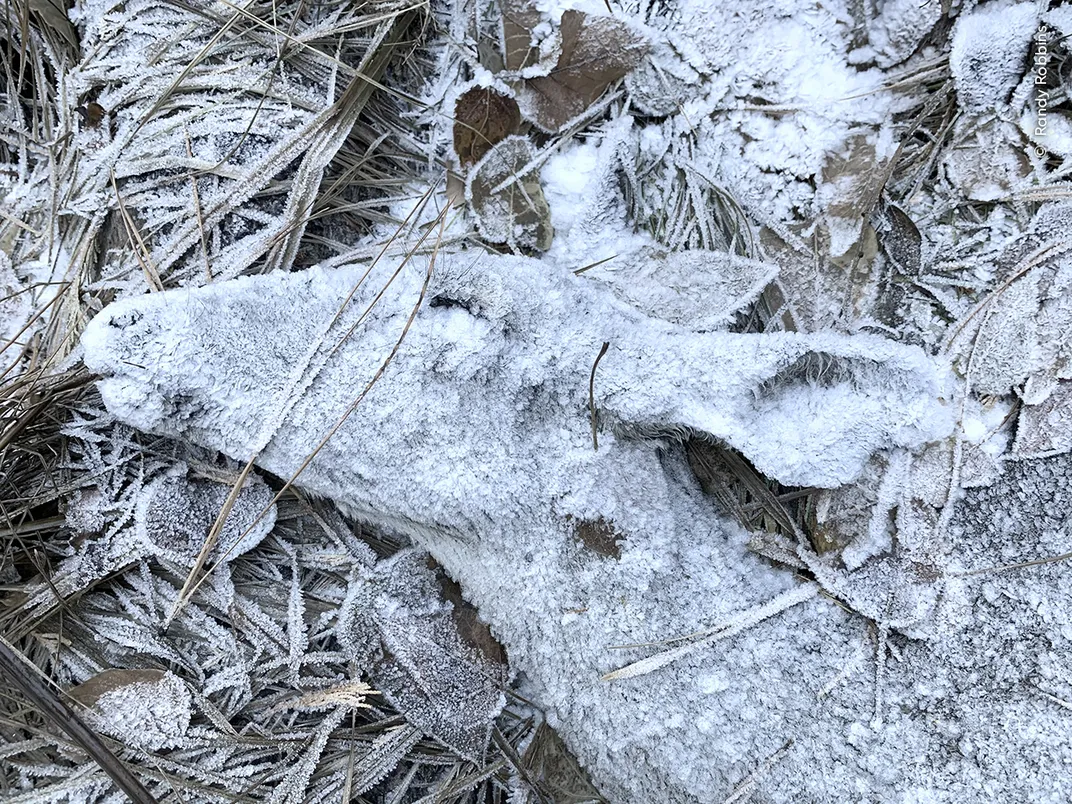 a deer carcass lies on the frosted ground and is also covered in frost, its eyes closed. The image is a close-up on the animal's head and neck, surrounded by leaves and twigs