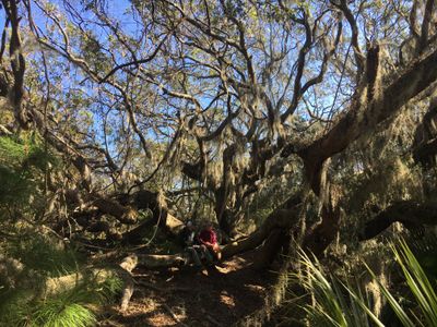 The author Brett McNish and Fred Hay perch in a live oak on Sapelo island.
