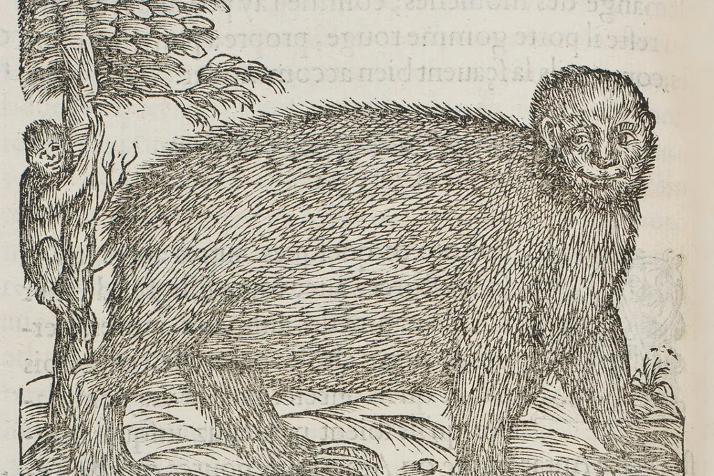Sloth-illustration