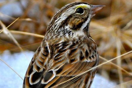 A Savannah sparrow stands on a patch of melting snow in a warm-season grass field in Virginia.
