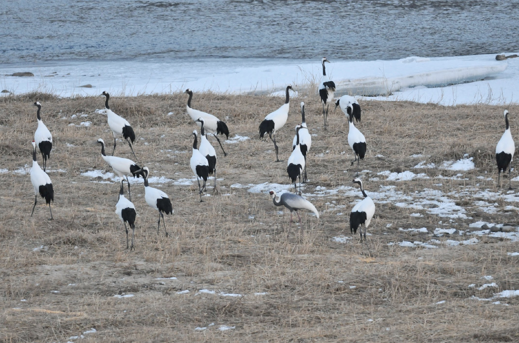 Red-crowned cranes