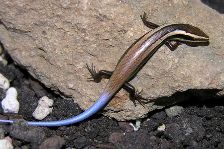 The Anguilla Bank skink, a Caribbean species discovered along with 23 others in 2012, is vulnerable to extinction.