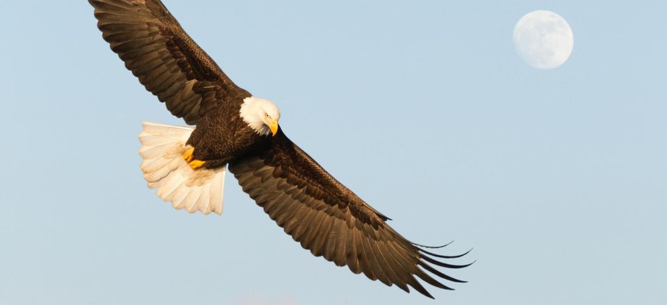  Bald eagle in flight 