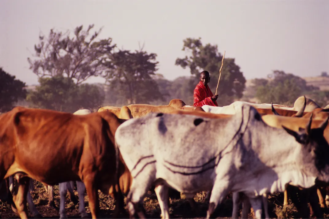 African Herder