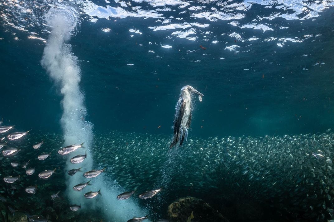 With a school of fish swimming across the foreground, a blue-footed booby has swooped in and grabbed one, leaving a trail of bubbles behind