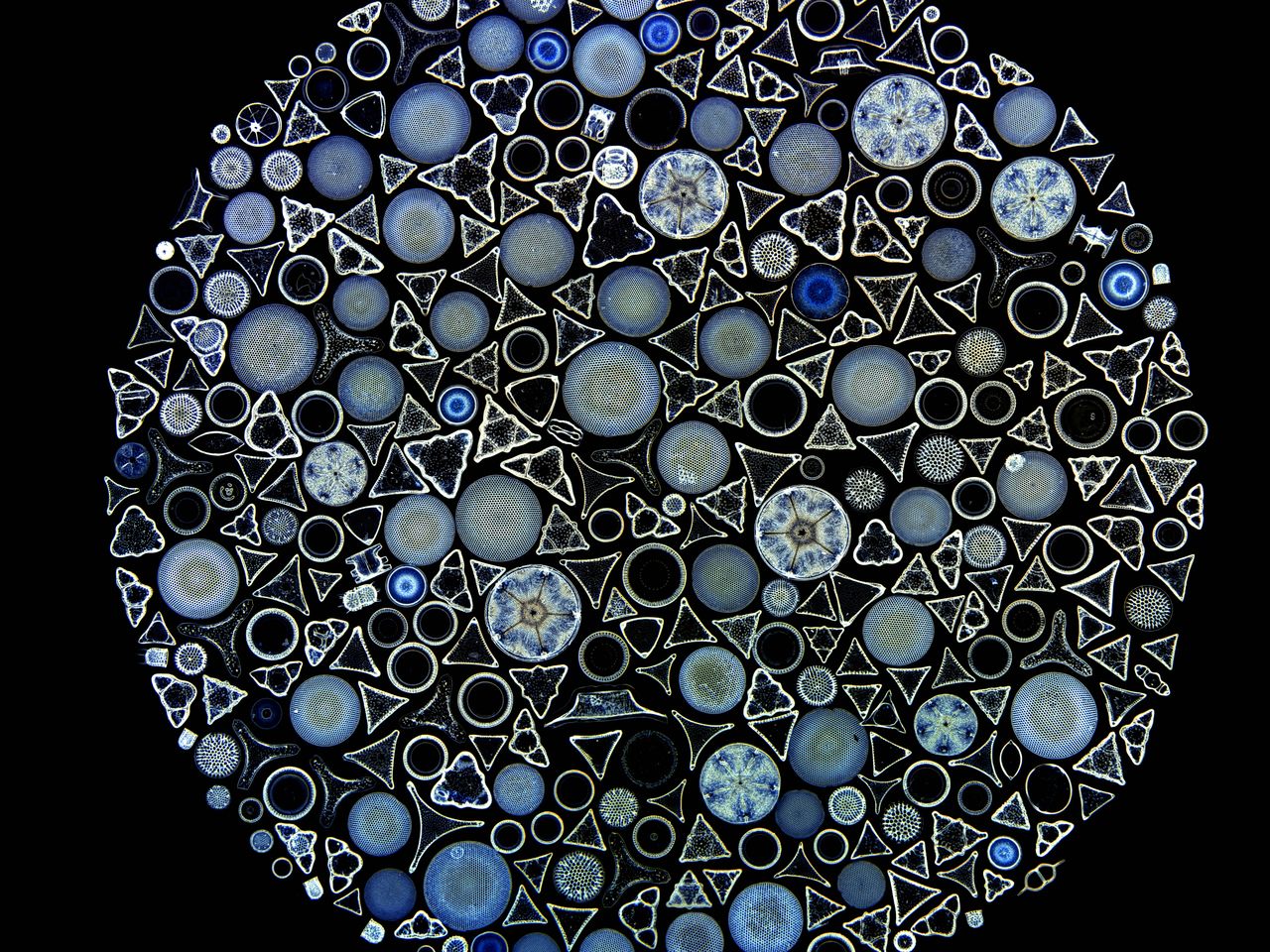 See 17 Intricate Microscope Photographs That Make the Miniature