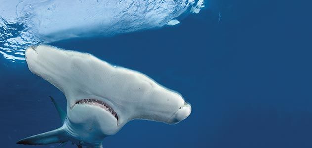 Hammerhead shark